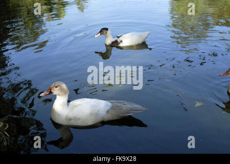 Enten im Teich - Anatidae Stockfoto