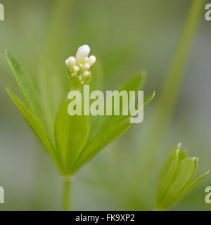 Waldmeister (Galium Odoratum) Blütenknospen. Detail der Blüten dieser niedrig wachsend, weiß blühenden Wald Labkraut Stockfoto