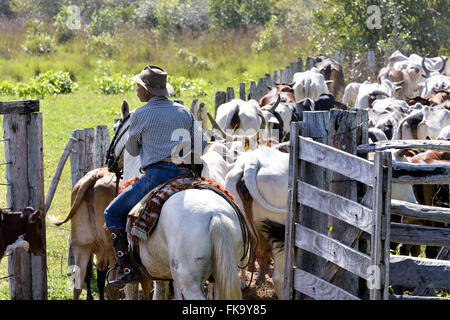 Pantaneiro Umgang mit Rinderfarm im Pantanal Süden Stockfoto