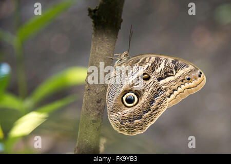 Borboleta-coruja Stockfoto