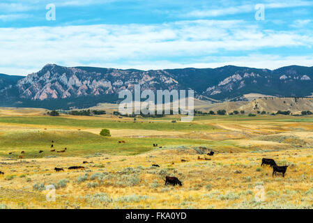 Grasende Kühe auf Feldern mit den Ausläufern zu den Bighorn Mountains hinter ihnen in der Nähe von Buffalo, Wyoming Stockfoto