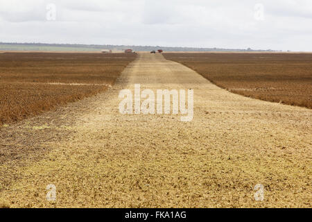 Feld nach Mähdrescher ernten Sojabohnen Stockfoto