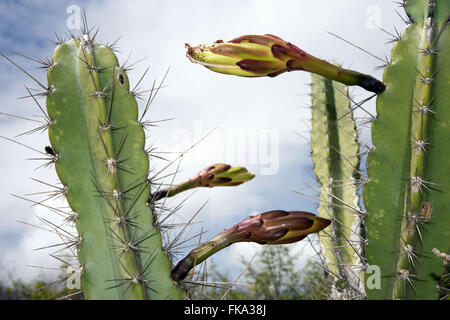 Cactus Flower Mandacaru - charakteristische Gestank Kaktus - Cereus Jamacaru Stockfoto