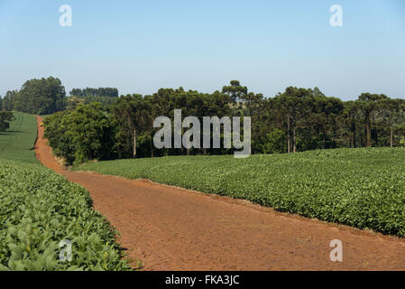 Soja-Plantage auf dem Lande Stockfoto