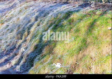 Grün und gefrorenen Rasen bei der frühen Frühlingsmorgen Stockfoto