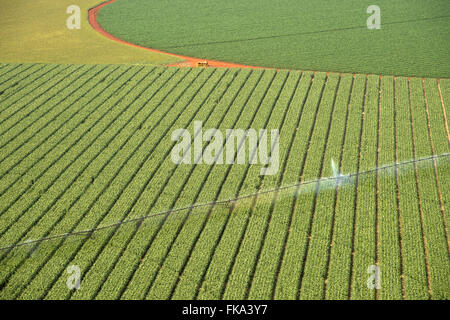 Luftaufnahme der Plantage von Mais unter zentraler Angelpunkt Bewässerung Stockfoto