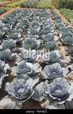 Brassica Oleracea Var Capitata, Rotkohl, Sorte von Kohl mit großen Kompaktkopf rote Blätter Stockfoto