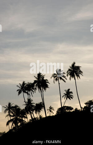 Kokospalmen am Strand Camacho Stockfoto