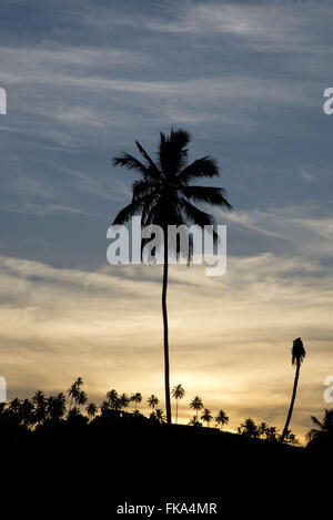 Kokospalmen am Strand Camacho Stockfoto