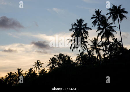 Kokospalmen am Strand Camacho Stockfoto