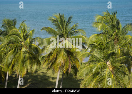 Kokospalmen am Strand Camacho Stockfoto