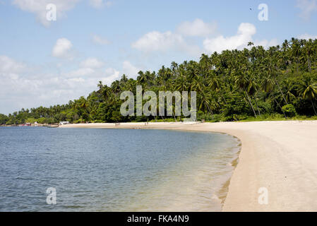 Kokosnuss Palmen am Strand Guadeloupe Stockfoto