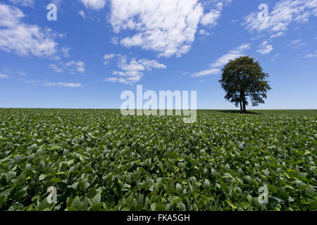 Pflanzung von transgenen Sojabohnen auf dem Lande Stockfoto