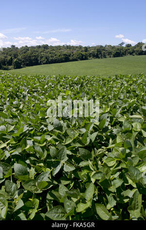 Pflanzung von transgenen Sojabohnen in der Landschaft mit den gesetzlichen Reservefonds Stockfoto