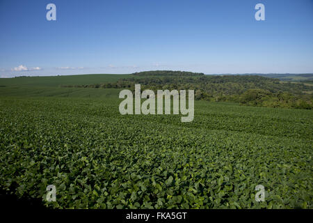 Pflanzung von transgenen Sojabohnen in der Landschaft mit den gesetzlichen Reservefonds Stockfoto