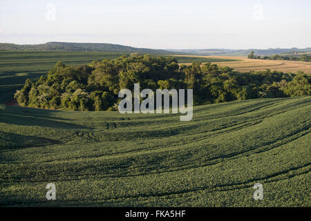 Pflanzung von transgenen Sojabohnen in der Landschaft mit gesetzliche Rücklage Stockfoto