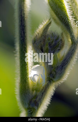 Blüte der angehende Soja Stockfoto