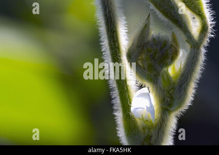 Blüte der angehende Soja Stockfoto