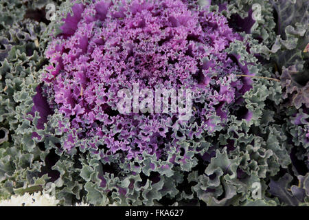 Ornamentale Grünkohl, Brassica Oleracea var. Sabellica, ornamentale Kraut mit engen Kopf von verschieden farbigen Blättern, geschweiften Rand Stockfoto