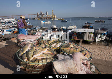 Körbe mit Fischen, die zum Verkauf in Stadt Fischmarkt entladen wird Stockfoto