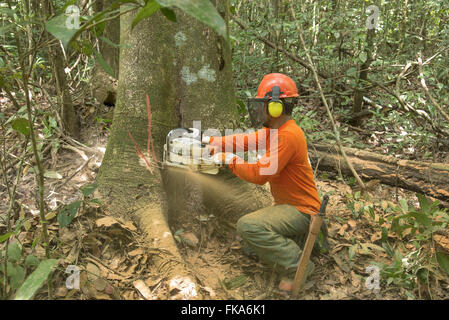 Kettensäge-Operator schneiden Baum Jatoba Stockfoto