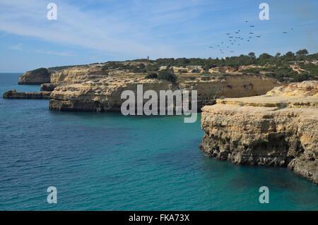 Vögel fliegen über die Klippen in Albandeira, Algarve, Portugal Stockfoto