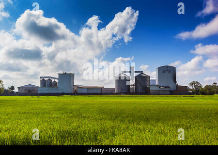 Landschaft geschossen Reismühle und grüne Reisfelder. Stockfoto