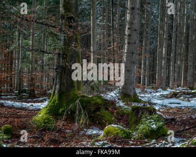 Schnee bleibt in einem Mischwald im Frühjahr, Bayern, Deutschland, Europa Stockfoto