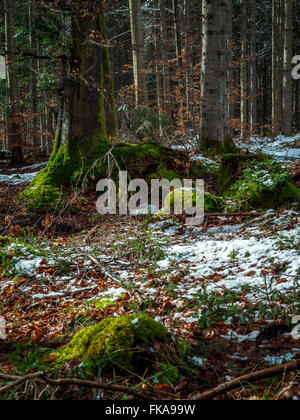 Schnee bleibt in einem Mischwald im Frühjahr, Bayern, Deutschland, Europa Stockfoto