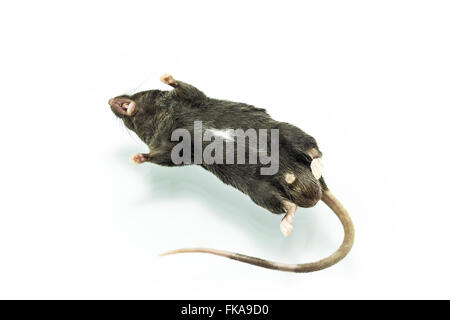 Fehlschüsse tote Ratte auf weißem Hintergrund isolieren hautnah. Stockfoto