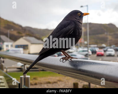 Eine männliche Amsel Turdus Merula thront auf einer Café-Handlauf im zeitigen Frühjahr in North Yorkshire Stockfoto