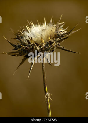 MARIENDISTEL, SILYBUM MARIANUM Stockfoto