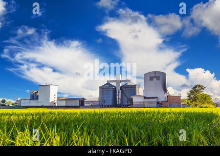 Landschaft-Schuss Pflanzen Reismühle und grüne Reisfelder. Stockfoto