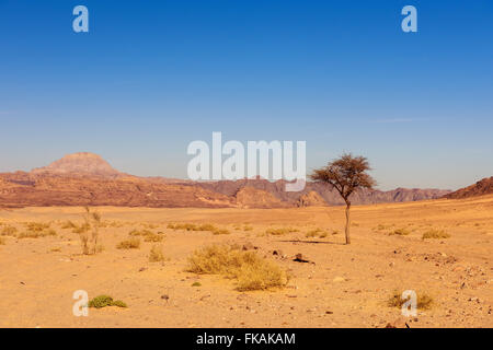 trockene Wüste und Baum-Sinai-Ägypten Stockfoto