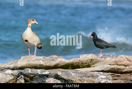 Afrikanische schwarze Austernfischer und Nilgans Stockfoto