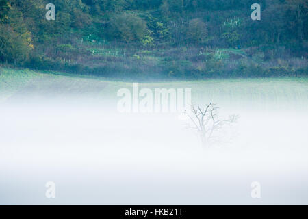 Nebel liegt im Tal bei Milborne Wick, Somerset, England, UK Stockfoto