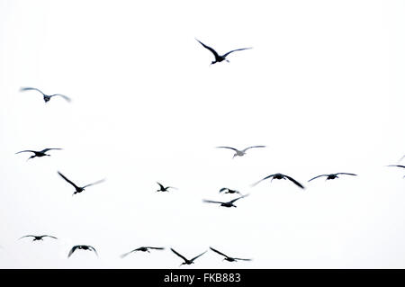 Eine Herde von Ibissen, Watvögel. Fotografiert im Agamon See, Hula-Tal, Israel, im Januar Stockfoto