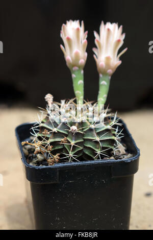 Gymnocalycium Mihanovichii oder bekannt als Rose Karo Kaktus oder Kinn Kaktus Stockfoto