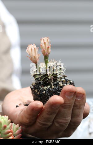 Gymnocalycium Mihanovichii oder bekannt als Rose Karo Kaktus oder Kinn Kaktus Stockfoto