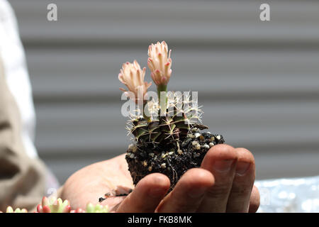 Gymnocalycium Mihanovichii oder bekannt als Rose Karo Kaktus oder Kinn Kaktus Stockfoto