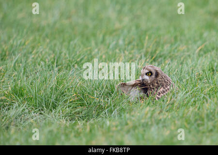 Sumpfohreule / Sumpfohreule (Asio Flammeus) Rest, Ausruhen im Rasen über Tag, Endreinigung seine Federn, Tierwelt. Stockfoto