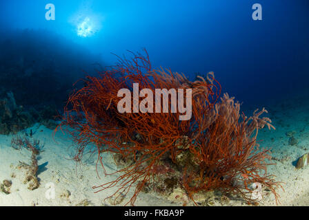 Rote Peitsche Korallen, Ellisella sp mit Fass-Schwamm auf weißen sandigen Boden. Stockfoto