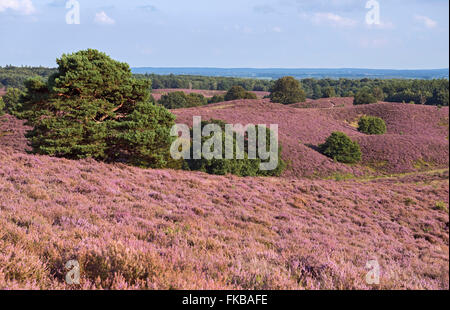 Weite Hügel voll mit lila blühenden Heidekraut, Sommer im Nationalpark Veluwe, Niederlande. Stockfoto