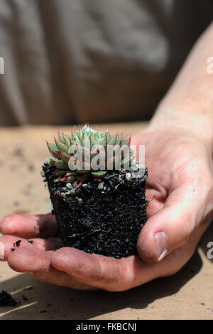 Echeveria Shamrock Sukkulenten Stockfoto