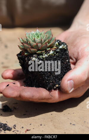 Echeveria Shamrock Sukkulenten Stockfoto