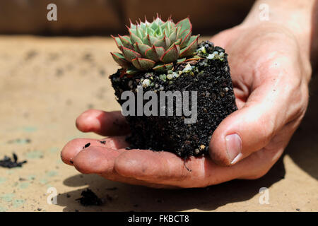 Echeveria Shamrock Sukkulenten Stockfoto