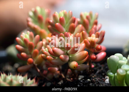 Sedum Rubrotinctum oder Sedum × Rubrotinctum oder auch bekannt als die Jelly Bean-Anlage Stockfoto