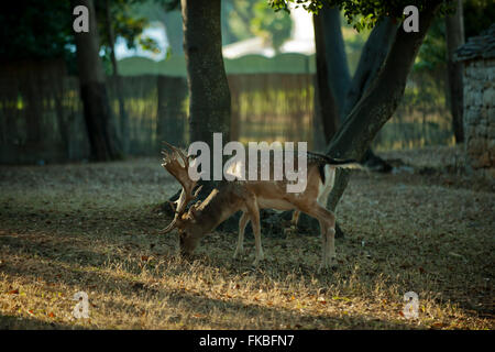 Kroatien, Istrien, Insel Veli Brijuni im Nationalpark Brijuni-Inseln vor Pula. Damwild (Dama Dama) in freier Natur. Stockfoto