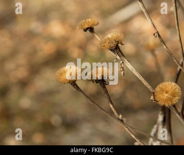 Schöne getrockneten Wiesenblumen in Herbstsaison Stockfoto