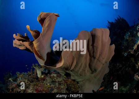 Elephant Ear Sponge-Ianthella basta Stockfoto